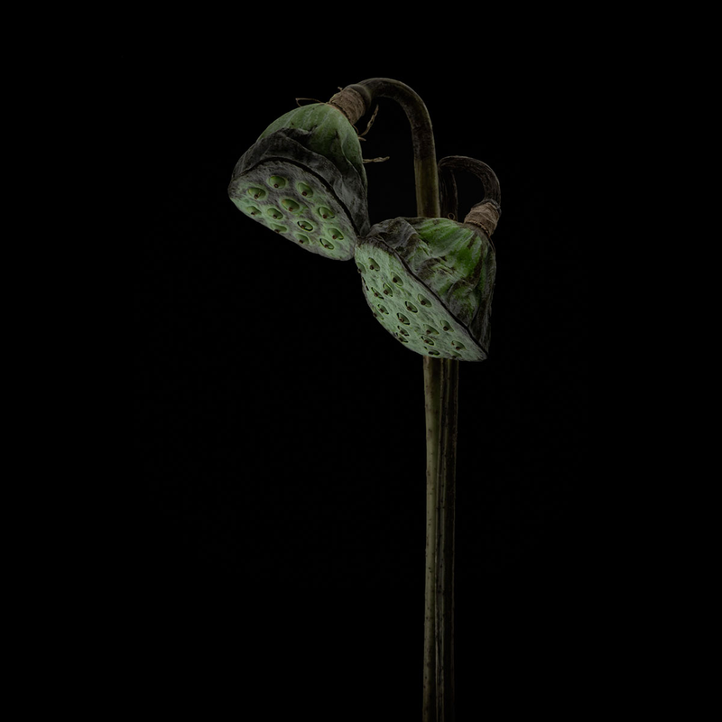 Another finalist, “Lotus Lamps” is a portrait of two lotus seedheads in an indoor studio in Denmark.